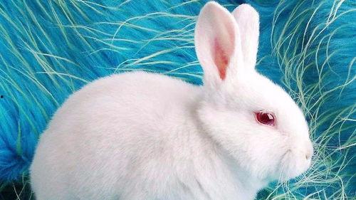 台湾网红小兔子吃瓜视频,揭秘网红幕后生活 第2张 台湾网红小兔子吃瓜视频,揭秘网红幕后生活 第2张